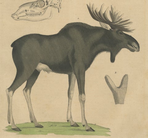 Antique Moose / Eurasian Elk & Antler Anatomy Lithograph, 1845, close-up 2
