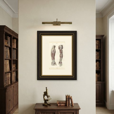 Nerves of the Whole Upper Limb, Antique Hirschfeld Anatomy Print, 1866, shown framed on a wall