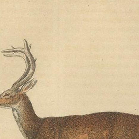 Graceful Grazers: The White-Tailed Deer and the Reindeer, 1845, close-up 3