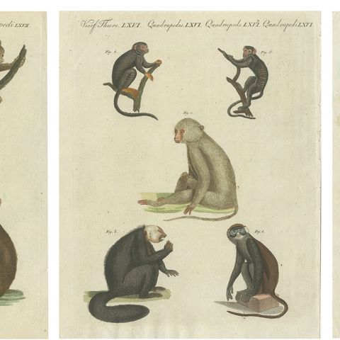 Set of three Antique Prints of various Monkeys, also including Maki, close-up 1