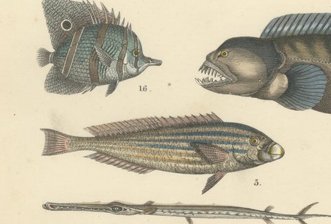 Marine Fish Print: Swordfish, Anglerfish, Tuna & Pipefish, Antique 1867, close-up 3