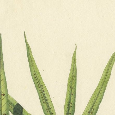 Beautiful, Hand-Crafted Lithograph of Ferns of Indonesia (Polypodium), 1829, close-up 1
