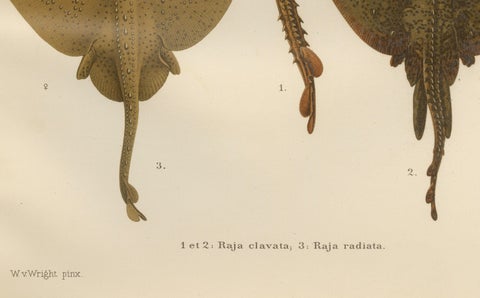 Rare Lithograph of Thornback and Starry Rays from Pisces Scandinaviae, 1895, close-up 2