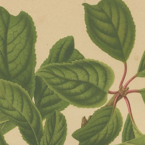 Antique Hand-Colored Flower Print of the Coe's Golden Drup Plum, 1879, close-up 1