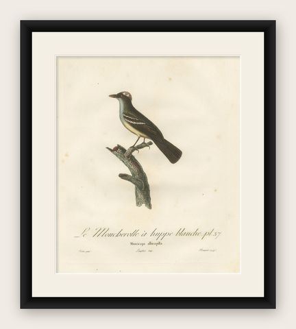 White-Crested Flycatcher - 'Le Moucherolle à huppe blanche' Ornithological Art, shown framed