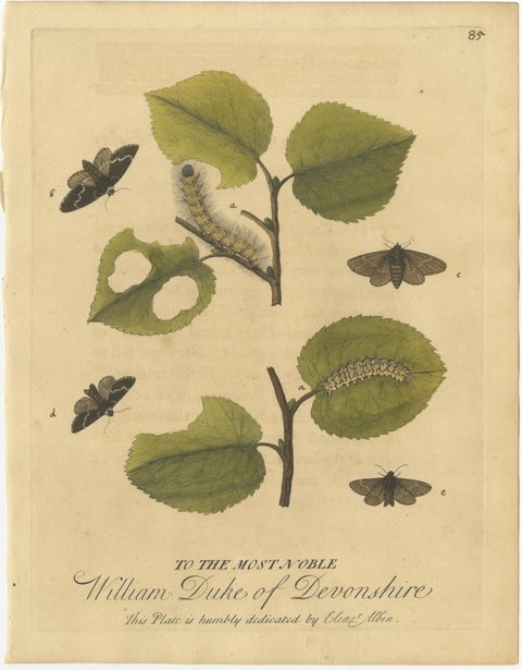 Antique Entomology Print, English Insects on Oak, Willow & Elm, Albin 1720, view 6