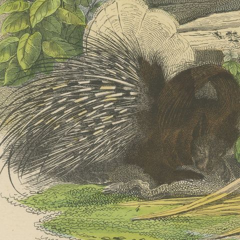 Antique Platypus, Anteater and Sloth Print with Pangolin, Kolb, circa 1890, close-up 1