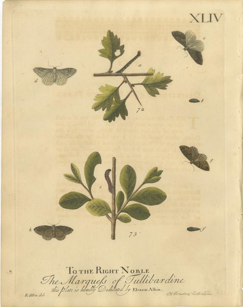 English Moths on Oak, Hand-Colored Insect Engraving, Eleazar Albin 1720, view 8