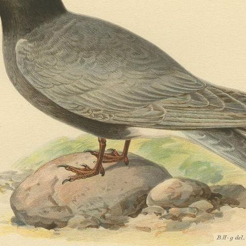 Antique Bird Print of the Black Tern by Von Wright, 1917, close-up 2