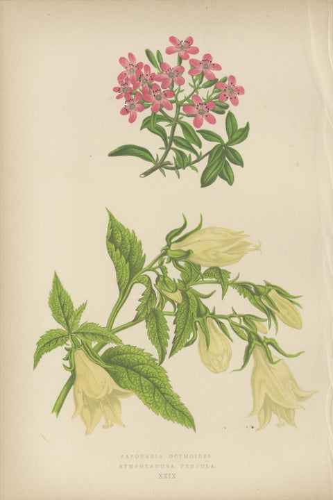 Alpine Botanical Print of Rock Soapwort and Nodding Bellflower, 1874, view 2