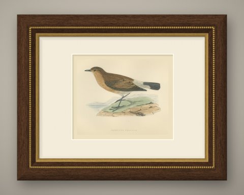 Isabelline Wheatear on a Coastal Rock, Antique Bird Print, Morris, 1896, shown framed