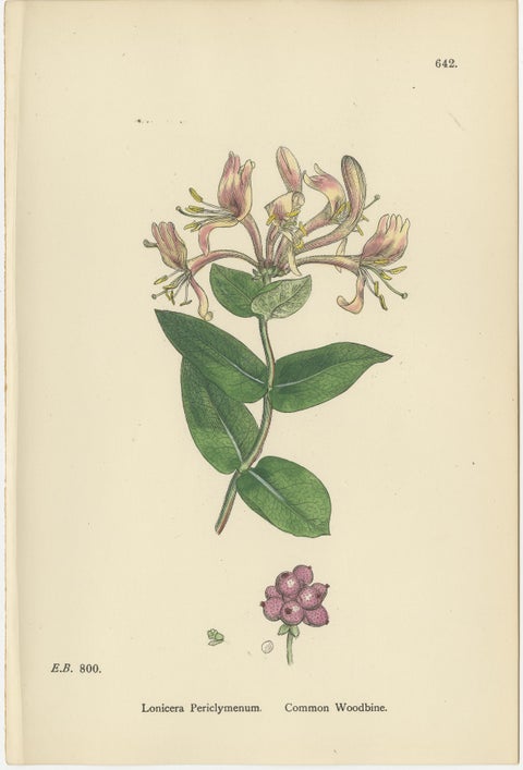 Set of 10 Antique Botanical Prints, English Botany 1902, British Wild Flowers, view 9