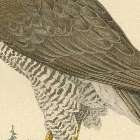 Antique Bird Print of a Female Goshawk by Von Wright '1929', close-up 2