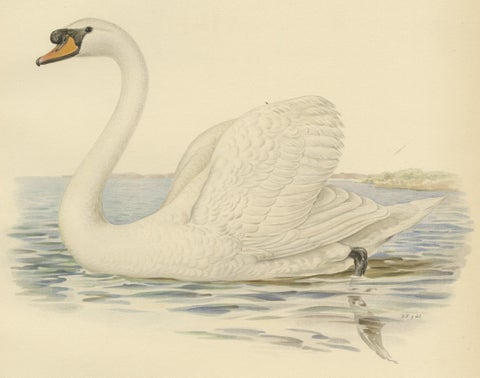 Grace on the Water: The Mute Swan (Cygnus olor) in Repose, 1929, close-up 2