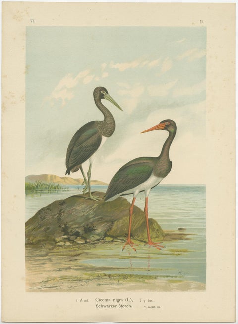 Antique Bird Print of the Black Stork by Naumann, circa 1895, view 4