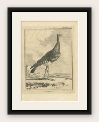 Antique Print of the Kamichi Bird by Buffon, 1795, shown framed