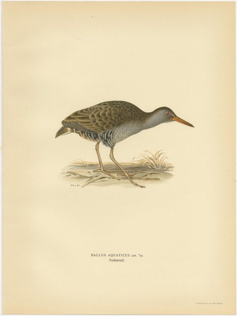 Antique Bird Print of the Water Rail by Von Wright '1929', view 4