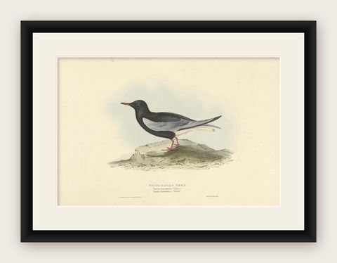 Antique Bird Print of the White-Winged Tern by Gould, 1832, shown framed