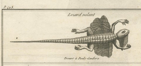 Flying Lizard and Flying Squirrel, Antique Engraving, Poulo Condore, c.1770, close-up 4