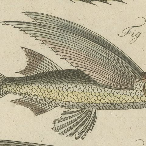 Flying Fish with a Flying Gurnard, Antique Bertuch Print, circa 1805, close-up 3