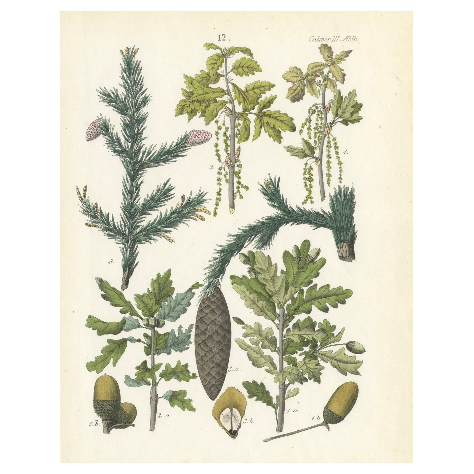 Hand-Colored Botanical Lithograph of Spruce, Oak, Currant, 1854