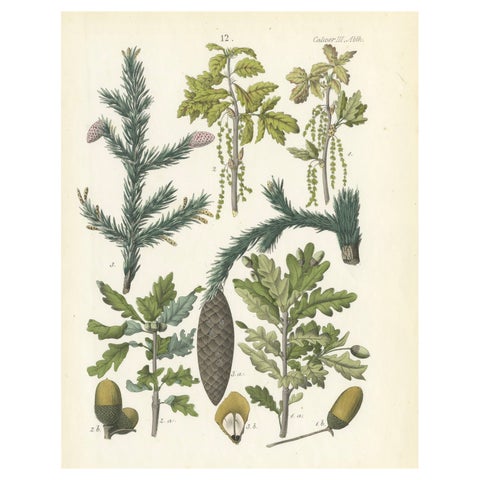 Hand-Colored Botanical Lithograph of Spruce, Oak, Currant, 1854