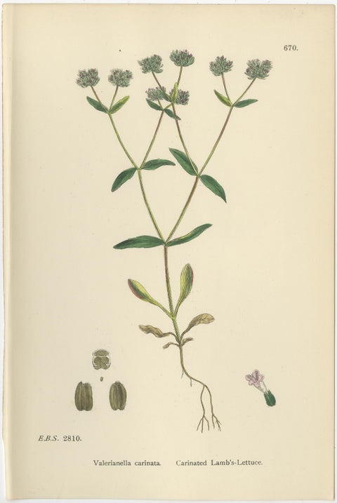 Set of 10 English Botanical Prints 1902, Valerian & Lamb’s-Lettuce, view 10