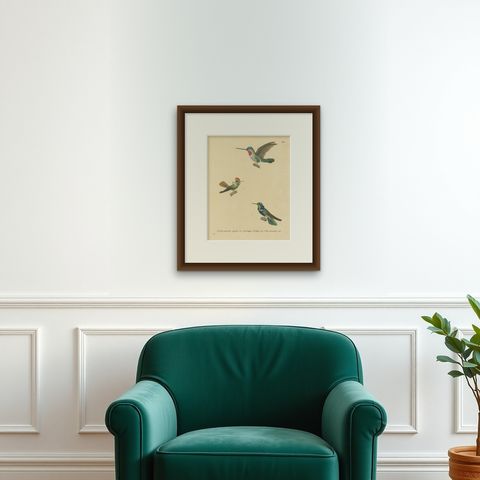 Ornithological Illustration of Hummingbirds by N.Huet and J.G.Prêtre, 1838, shown framed on a wall