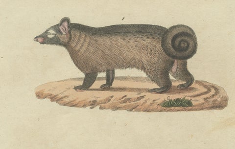 Antique Asian Civets & Kopi Luwak Natural History Engraving, Bertuch, 1820, close-up 4