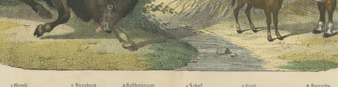 Antique Ibex and Chamois Print with Aurochs, Sheep and Cattle, circa 1890, close-up 2