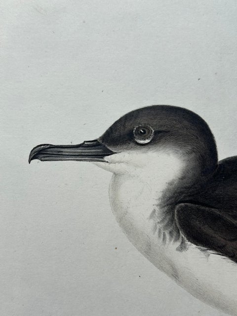 Dusky Shearwater, Antique Bird Lithograph by John Gould, c.1832, view 4