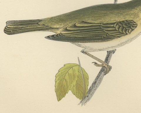 Chiff Chaff on a Leafy Branch, Hand Colored Warbler Print, Morris, 1896, close-up 2