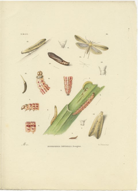 Antique Pair of Sciapteron Xystophora Moths, Hand-Colored by Sepp & Brants, 1906, view 3