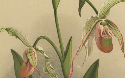 Antique Botanical Print, Exotic Orchid Selenipedium Hybridum Grande, c.1888, close-up 3