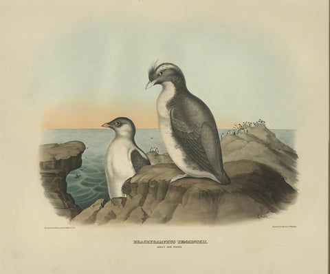 Antique Bird Print of a Young and Adult Temminck's Auk Made After D.G. Elliot, view 3