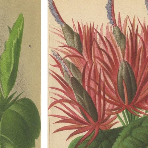 Set of 2 Antique Botany Prints, Hibiscus Rosa-Sinensis, Pavonia 'circa 1890', close-up 1