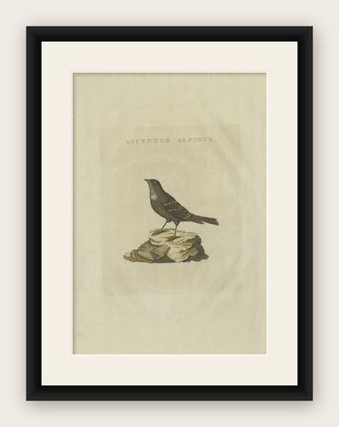 Antique Bird Print of a Small Alpine Bird by Sepp & Nozeman, 1829, shown framed