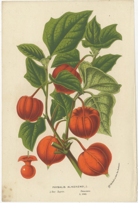 Van Houtte's Botanical Elegance: A Trio of Exotic Flora, Published in circa 1875, view 3