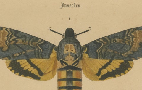 Antique Hand-Colored Moth and Butterfly Prints - Rare 19th-Century Illustrations, close-up 1