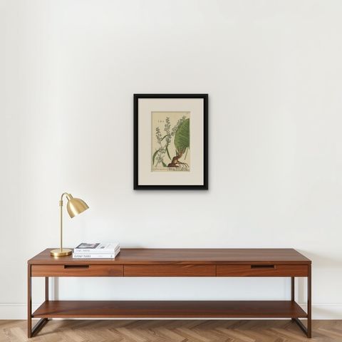 Antique Botanical Print of Rumex Aquaticus, shown framed on a wall