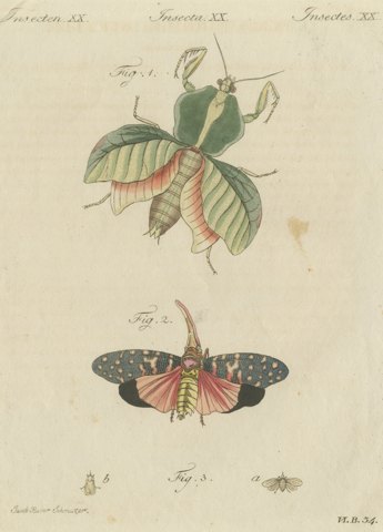 Walking Leaf and Chinese Lantern Fly, Antique Bertuch Print, Vienna, circa 1805