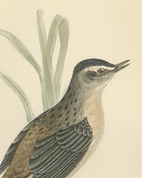 Sedge Warbler with Open Bill on a Sedge Stem, Antique Morris Plate, 1896, close-up 1