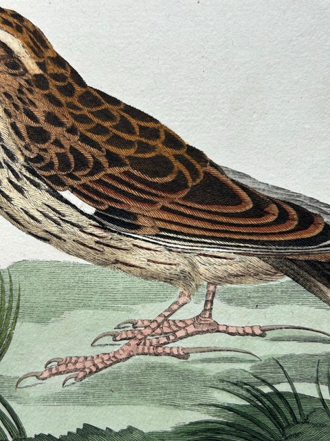 Meadow Pipit Bird Print, Alauda Pratensis from Nederlandsche Vogelen, 1809, view 6