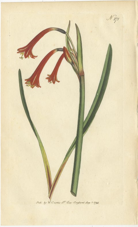 Three Botany Prints Full Color Original Engravings, 1794, view 4