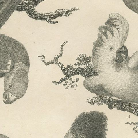 Antique Bird Print of Seven Parrots of the Order Psittaciformes, close-up 2