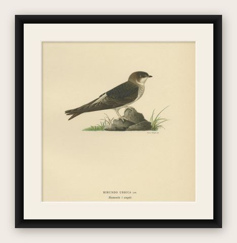 Antique Decorative Bird Print of the Common House Martin, 1927, shown framed