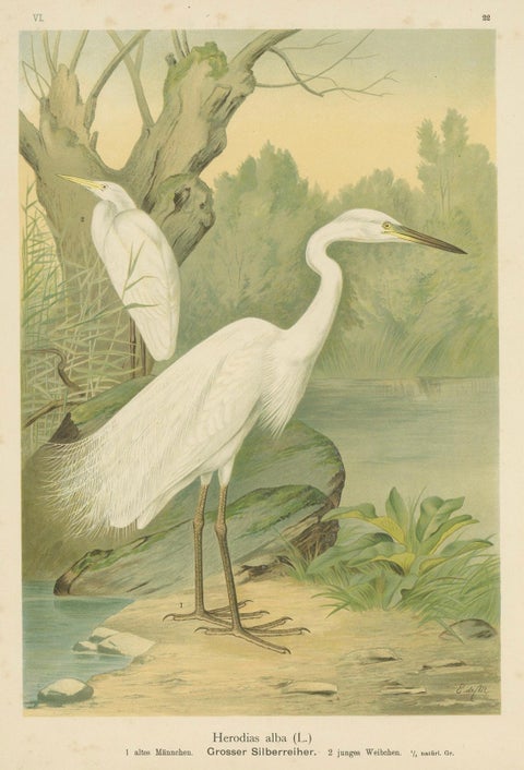 Great Egret or White Heron, Elegant German Ornithology Print c.1985, close-up 6