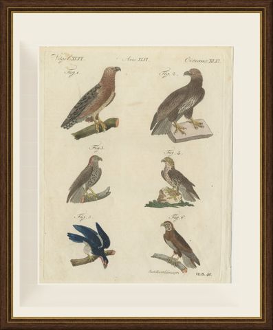 Six Hawks and Buzzards, Birds of Prey, Antique Bertuch Print, circa 1805, shown framed