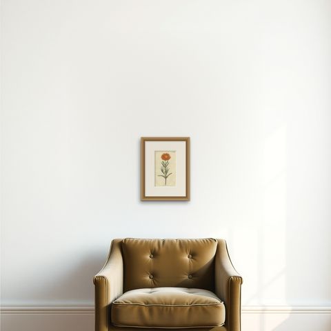 Antique Botany Print of Mesembryanthemum Aureum or Golden Fig-Marigold, shown framed on a wall