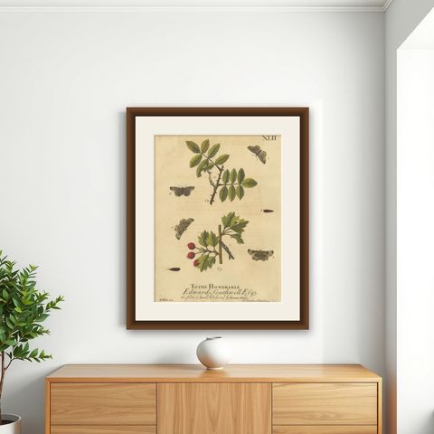 English Moths on Rowan & Hawthorn, Hand-Colored Insect Engraving, Albin 1720, shown framed on a wall